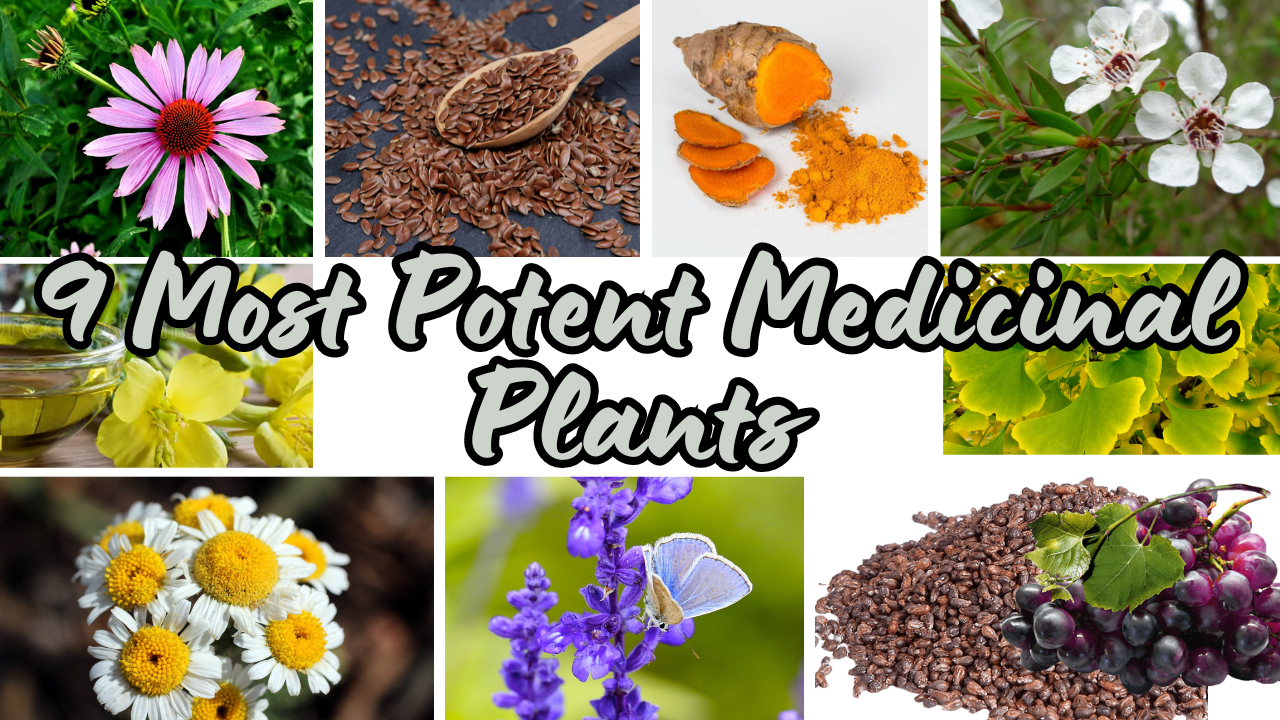 The 9 Most Potent Medicinal Plants in Nature.(Gingko, Turmeric, Evening primrose oil, Flax seed, Tea tree oil, Echinacea, Grapeseed extract, Lavender, Chamomile)