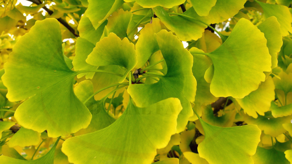 Gingko