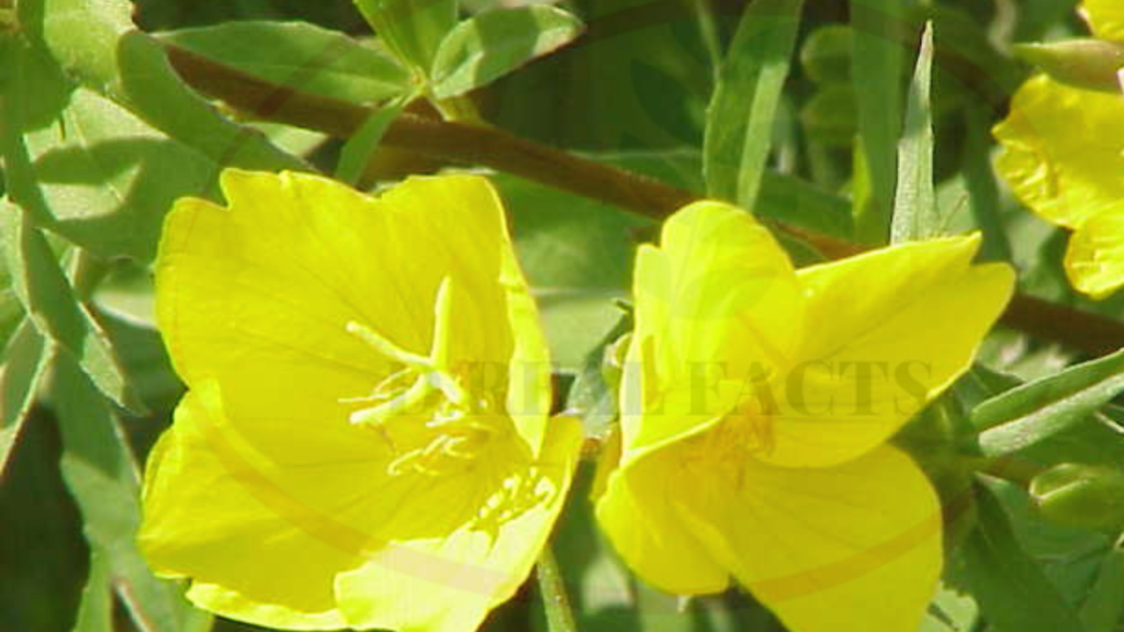 Evening primrose oil