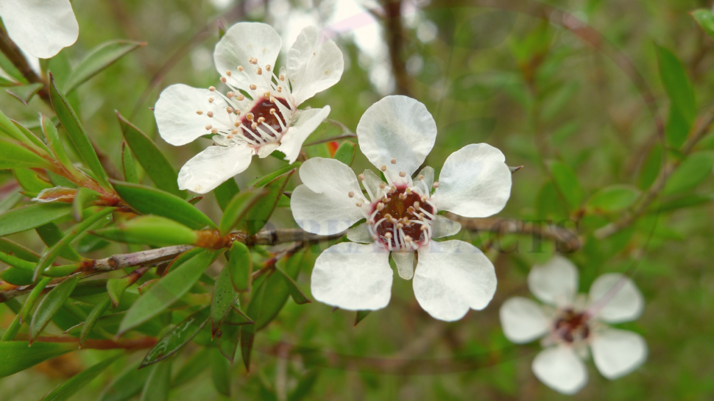 Tea tree oil