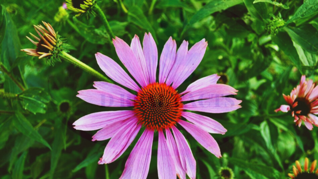 Echinacea